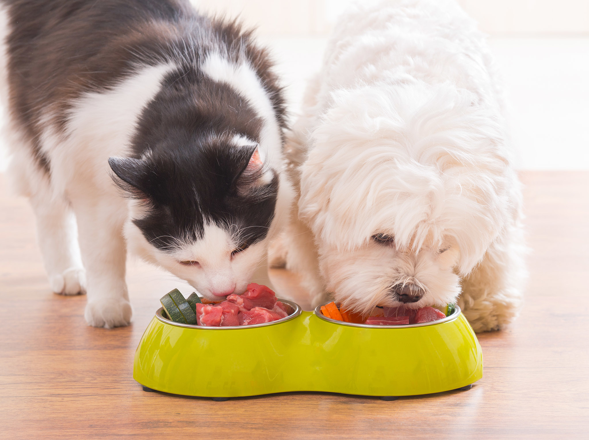 Domowa dieta dla psów i kotów Psie Diety